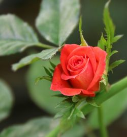 Close-up of red flower blooming outdoors