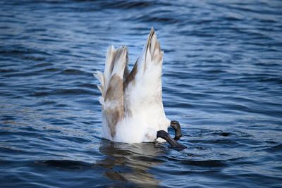 Close-up of swan swimming in lake