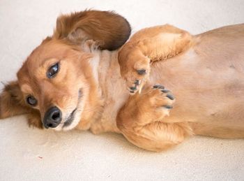 Close-up of puppy
