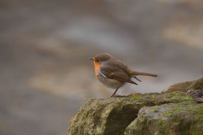 Close-up of bird perching outdoors