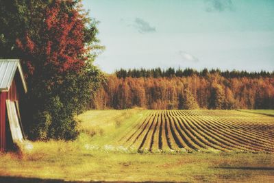 Scenic view of rural landscape