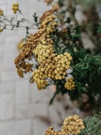 Close-up of berries on plant