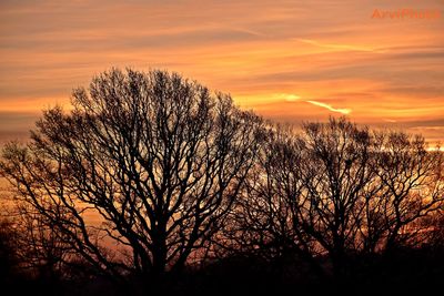 Silhouette of trees against dramatic sky
