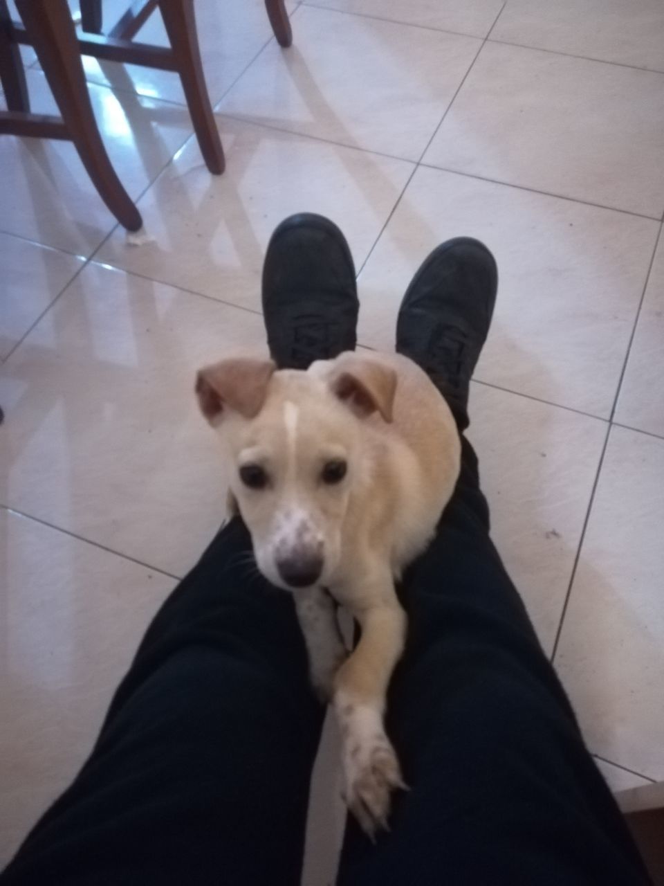 LOW SECTION OF WOMAN WITH DOG ON TILED FLOOR