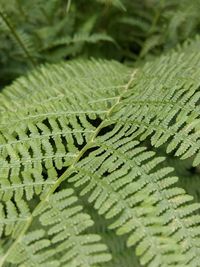 Close-up of fern leaves