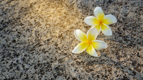 Close-up of white flower