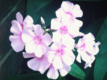 Close-up of pink flowers