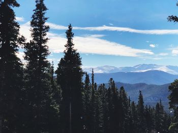 Pine trees in forest against sky