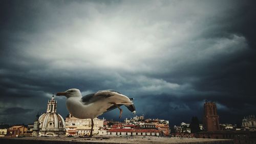 Seagull against sky in city