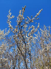 Low angle view of cherry blossoms against blue sky