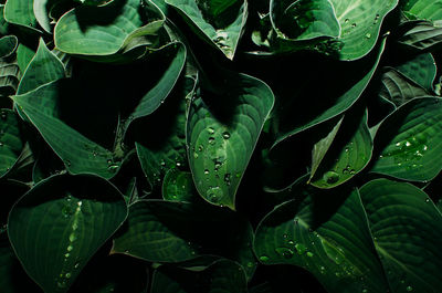 Close-up of raindrops on leaves