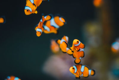 Close-up of fish swimming in sea