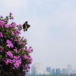 Low angle view of flowers