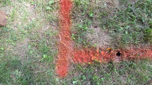 High angle view of lizard on field