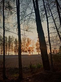 Trees in forest against sky during sunset