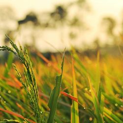 Close-up of grass growing in field