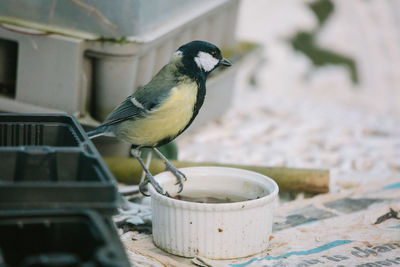 Close-up of bird perching outdoors