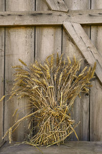 Close-up of corn on table