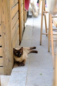 Cat looking away