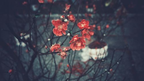 Close-up of red flowering plant