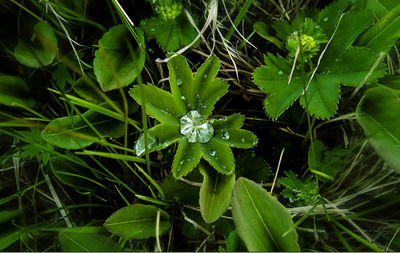 Close-up of leaves