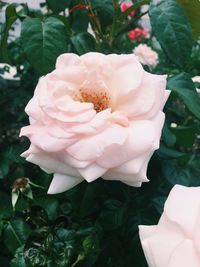 Close-up of pink rose