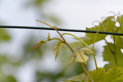 Close-up of plant