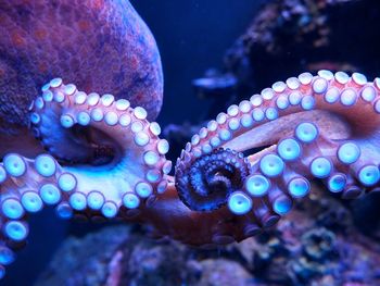 Close-up of octopus in sea