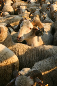 Close-up of sheep grazing in farm