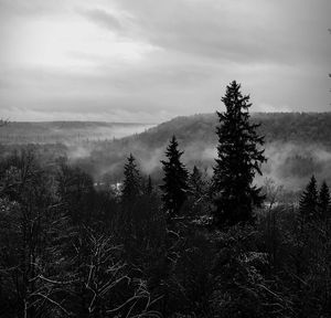 Trees on landscape against sky