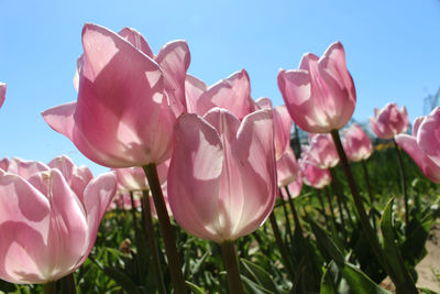 Close-up of pink flowers blooming against sky