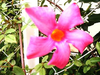 Close-up of pink hibiscus blooming outdoors