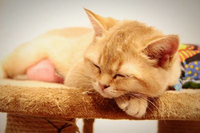 Close-up of cat sleeping