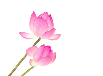 Close-up of pink flower against white background