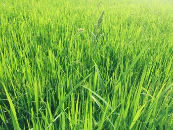 Full frame shot of wheat field