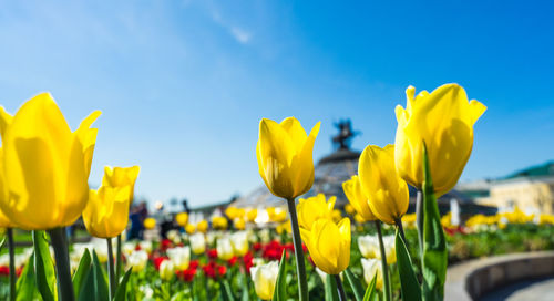 Close-up of yellow tulips on field against sky