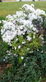 Close-up of white flowers blooming in field