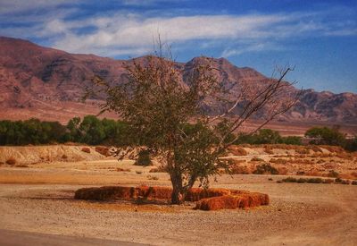 Trees on landscape against sky