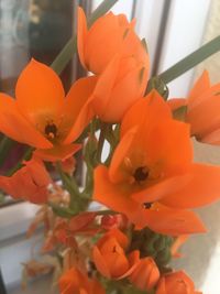 Close-up of red flowers