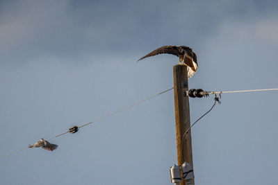 Low angle view of bird perching on cable against clear sky