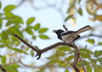 Low angle view of bird perching on branch