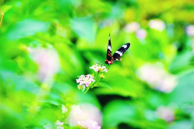 Close-up of butterfly on pink flower