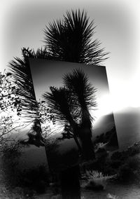 Low angle view of palm tree against sky