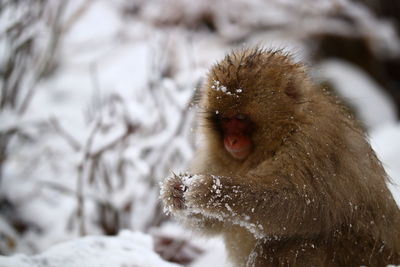 Close-up of monkey on snow