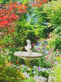 View of flowering plants in park