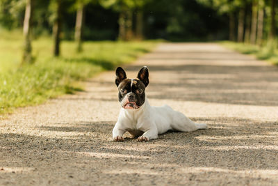 Portrait of dog on road