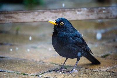 Close-up of bird perching