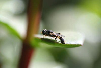 Close-up of fly on leaf