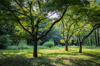 Trees in forest during autumn