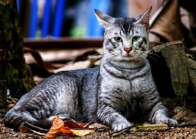 Portrait of a cat sitting outdoors